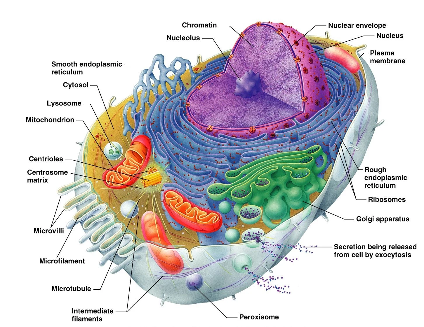 Eukaryotic Cell Diagram