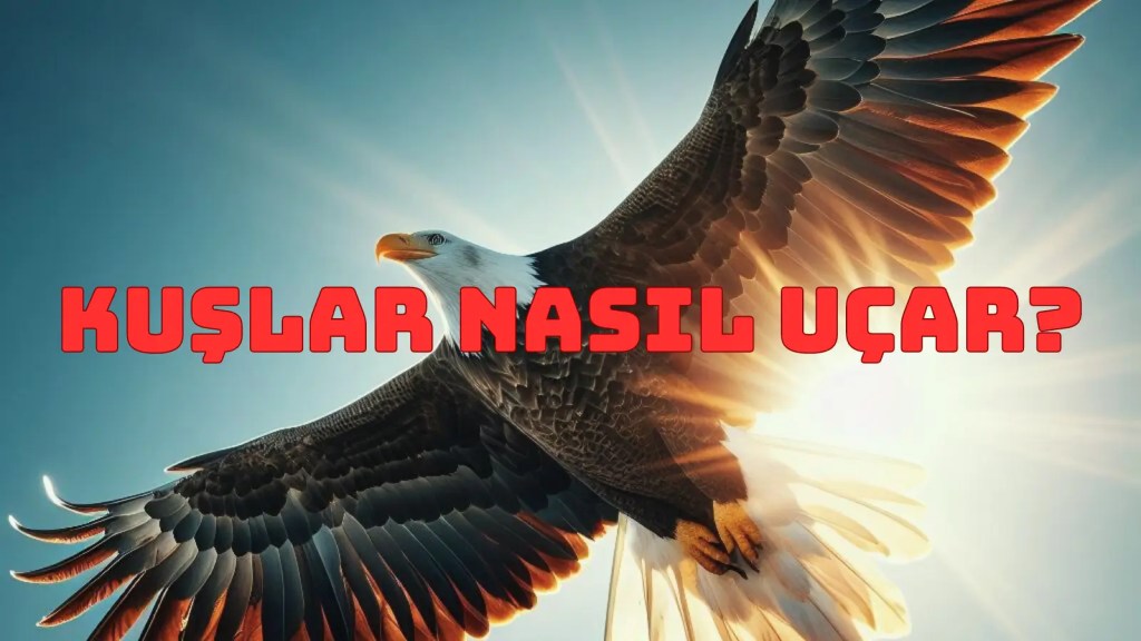 kuş nasıl uçar, kuşlar nasıl uçar, uçan kartal