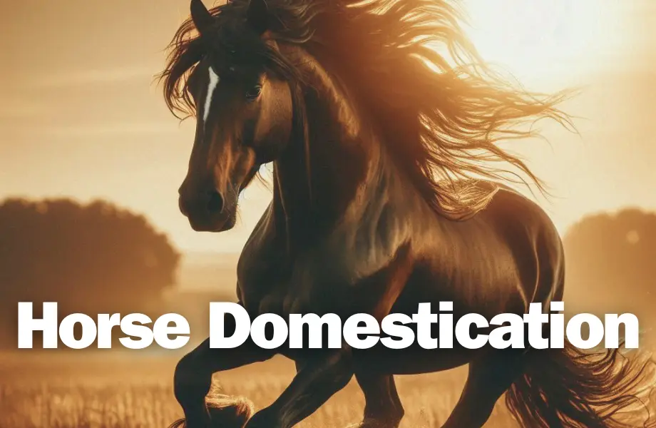 domestication of the horse, horse domestication, when were horses domesticated
