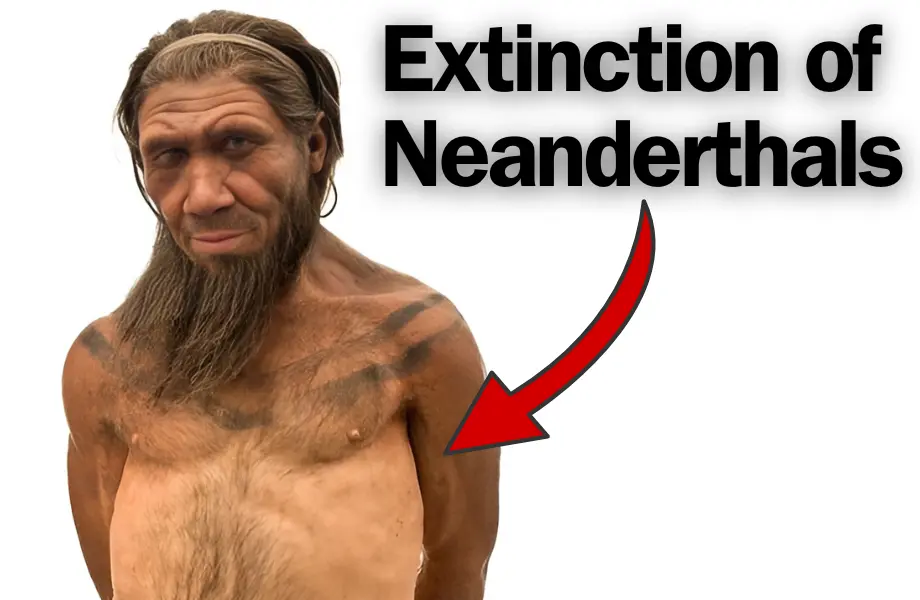 extinction of Neanderthals, neanderthal extinction cause