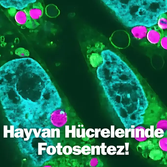 fotosentez yapabilen hayvan hücreleri, hayvan hücrelerinde fotosentez