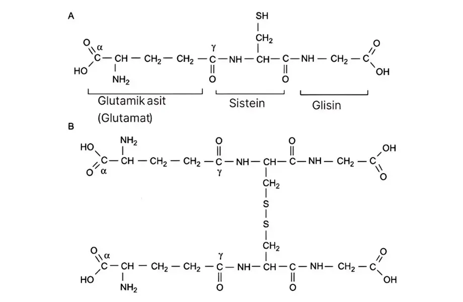 indirgenmiş glutatyon, oksitlenmiş glutatyon