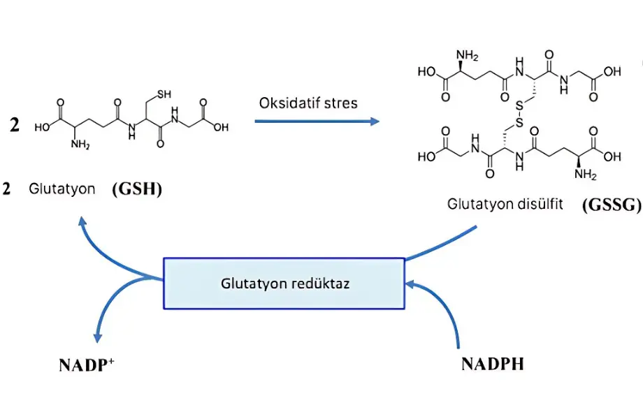 oksidatif stres, glutatyon ve oksidatif stres