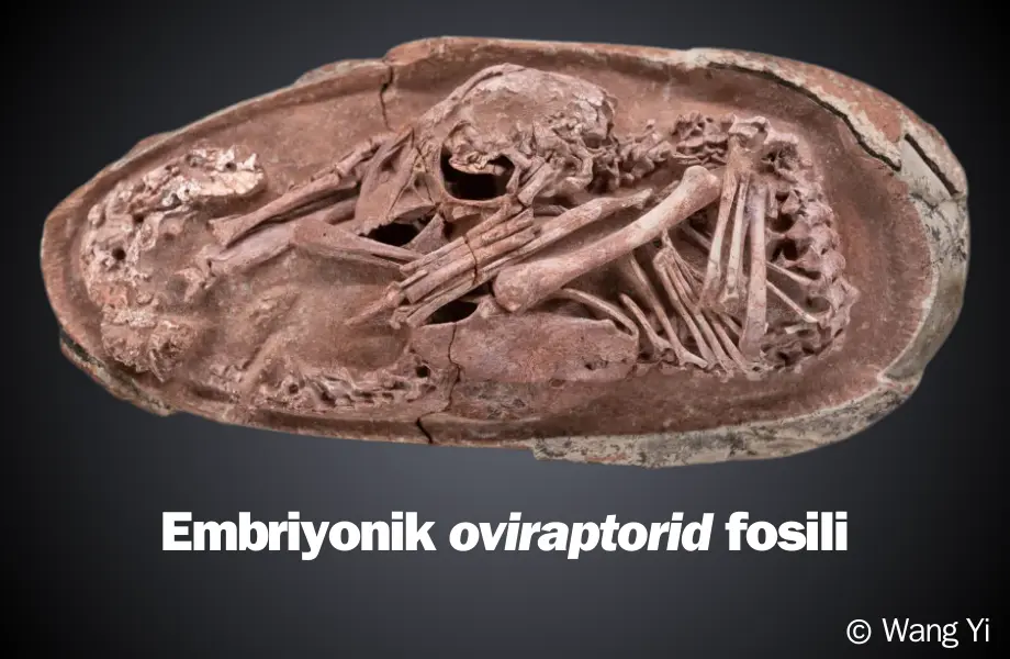 embriyonik oviraptorid fosili, oviraptorid fosili, oviraptor fosili, oviraptor yumurtası, dinozor yumurtaları, dinazor yumurtaları, fosil yumurtalar, dinozor yumurta fosili, dinazor yumurta fosili, dinozor yumurta fosili olan ülke, yumurtadan çıkan dinozor, dinozor türleri, dinozor çizimi
