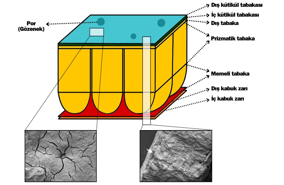 yumurta kabuğu katmanları, yumurta kabuğu, yumurta kabuğu morfolojisi