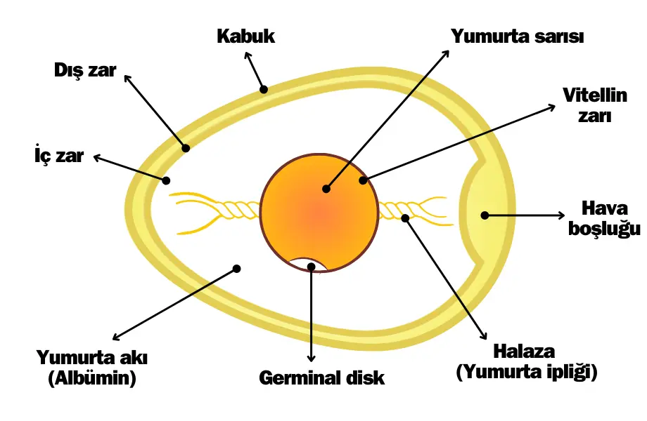 tavuk yumurtası yapısı, yumurta yapısı, yumurta anatomisi, yumurta kısımları, yumurta sarısı, yumurta akı, yumurta kabuğu