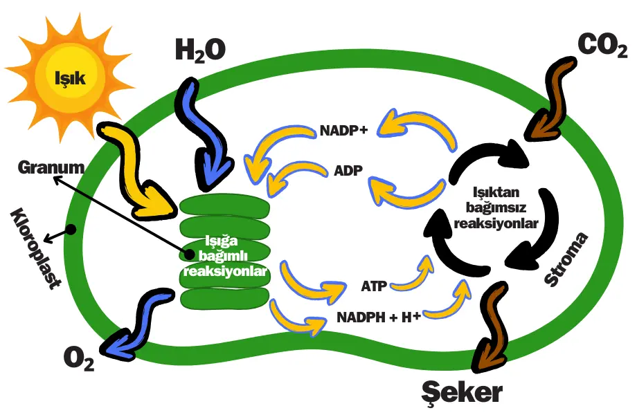 calvin döngüsü, fotosentez döngüsü, fotosentez mekanizması, fotosentez, glikoz oluşumu, karbon fiksasyonu
