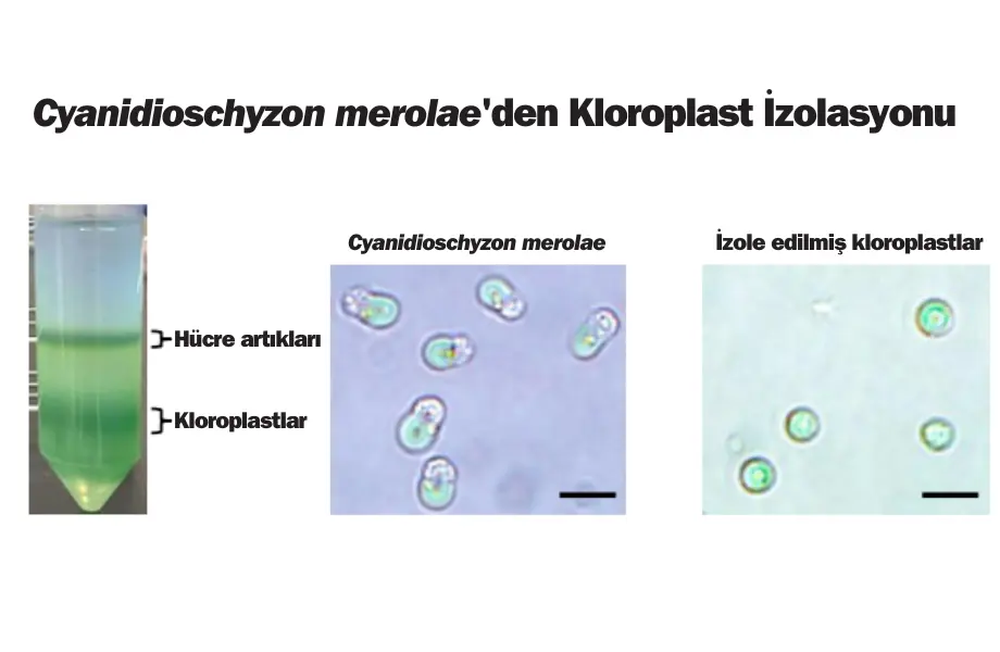fotosentez yapabilen hayvan hücreleri, kloroplast izolasyonu, hayvan hücrelerinde fotosentez