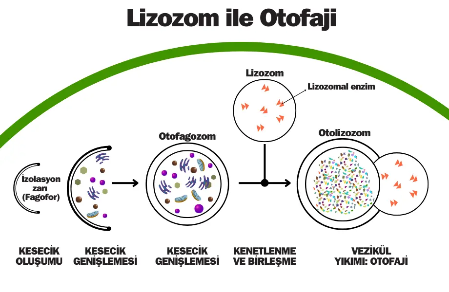 otofaji, lizozom, hücre içi sindirim