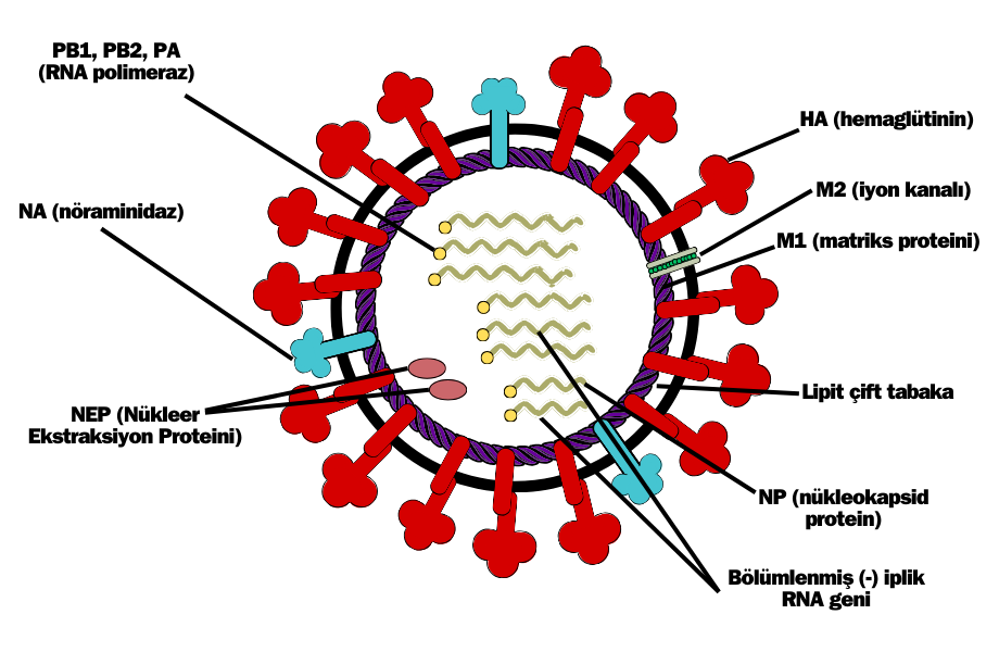 Influenza A virüsü yapısı, RNA virüsü segmentleri, viral proteinler ve görevleri, HA NA M2 proteinleri, Orthomyxoviridae ailesi virüsleri, influenza, influenza a nedir, influenza a virüsü, influenza a domuz gribi mi