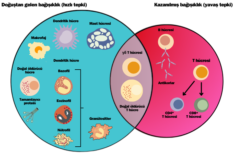 bağışıklık sistemi savunma hattı, doğuştan gelen bağışıklık, kazanılmış bağışıklık sistemi, enfeksiyonlara karşı koruma, vücut bağışıklık mekanizması