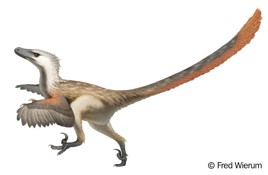 Velociraptor vektörel çizim, Fred Wierum Velociraptor, Velociraptor illüstrasyonu, Dinozor çizimi Velociraptor, Velociraptor çizimi