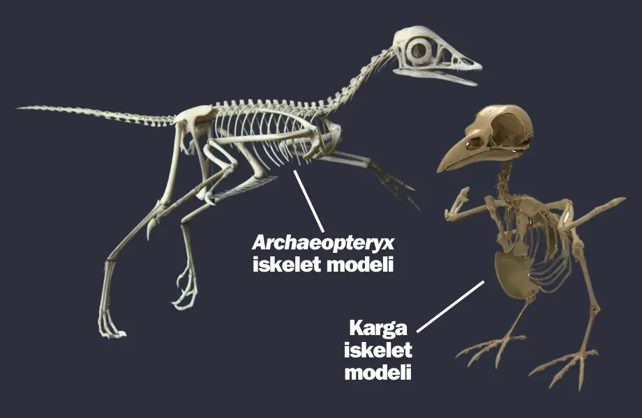 Archaeopteryx ve karga iskeleti, Kuş ve dinozor karşılaştırması, Archaeopteryx iskeleti, Kuşların evrimi, Dinozor ve kuş iskeletleri
