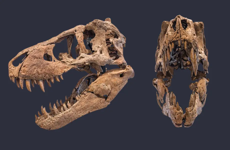t.rex kafatası, dinozor kafatası