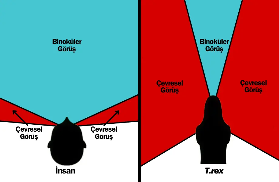 binoküler görüş, insan dinozor görüş kıyaslaması, dinozorlar nasıl görür, dinozorlar dünyayı nasıl görür, çevresel görüş