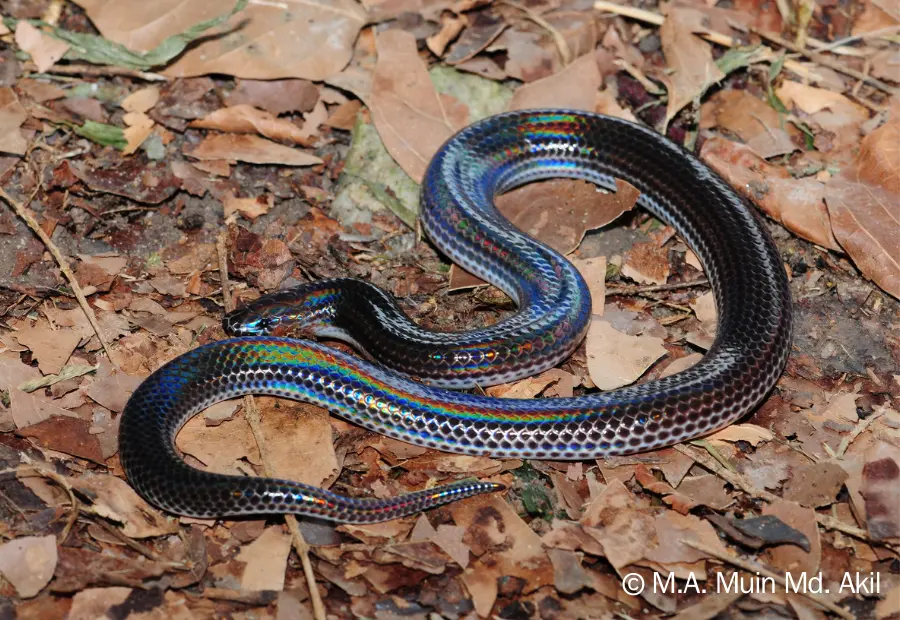 xenopeltis unicolor, iridofor, iridofor yılan, yanardöner renk, yanardöner yılan