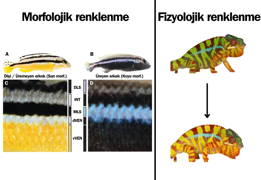 morfolojik renklenme, fizyolojik renklenme, bukalemun renk değişimi, balık renk değişimi, kromatofor ve iridofor hücreleri, hayvanlarda renk değişimi