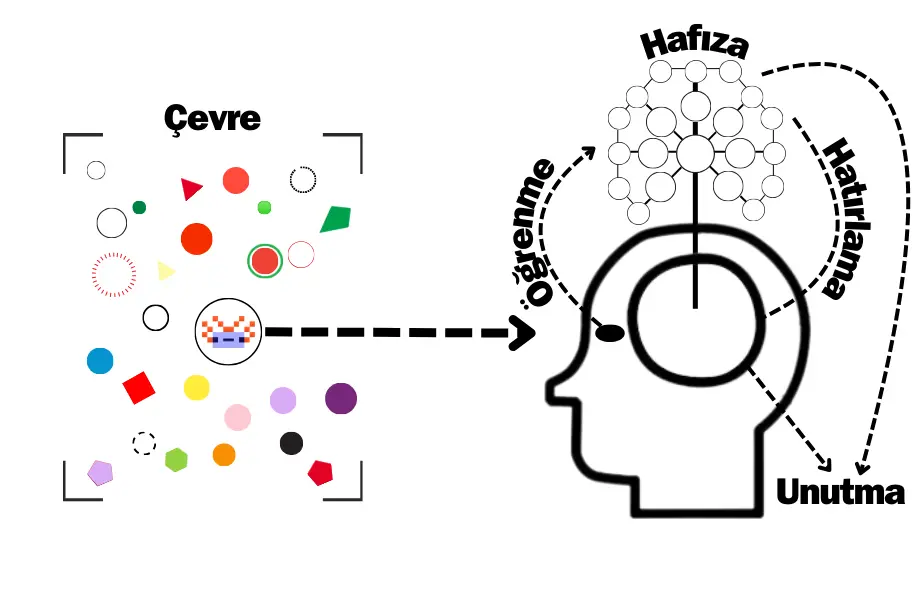 unutkanlık neden olur, unutkanlık hastalığı, unutkanlık sebepleri, aşırı unutkanlık neyin belirtisi, hafıza zayıflığı dikkatsizlik ve unutkanlık, unutkanlık nedenleri, unutkanlığa ne iyi gelir, dikkat dağınıklığına ne iyi gelir, her şeyi çok çabuk unutuyorum ne yapmalıyım, neden unutuyorum, her şeyi unutuyorum neden, isimleri unutuyorum neden, konuşurken ne diyeceğimi unutuyorum, beyin öğrenme, beyin unutma, öğrenme mekanizması, unutma mekanizması