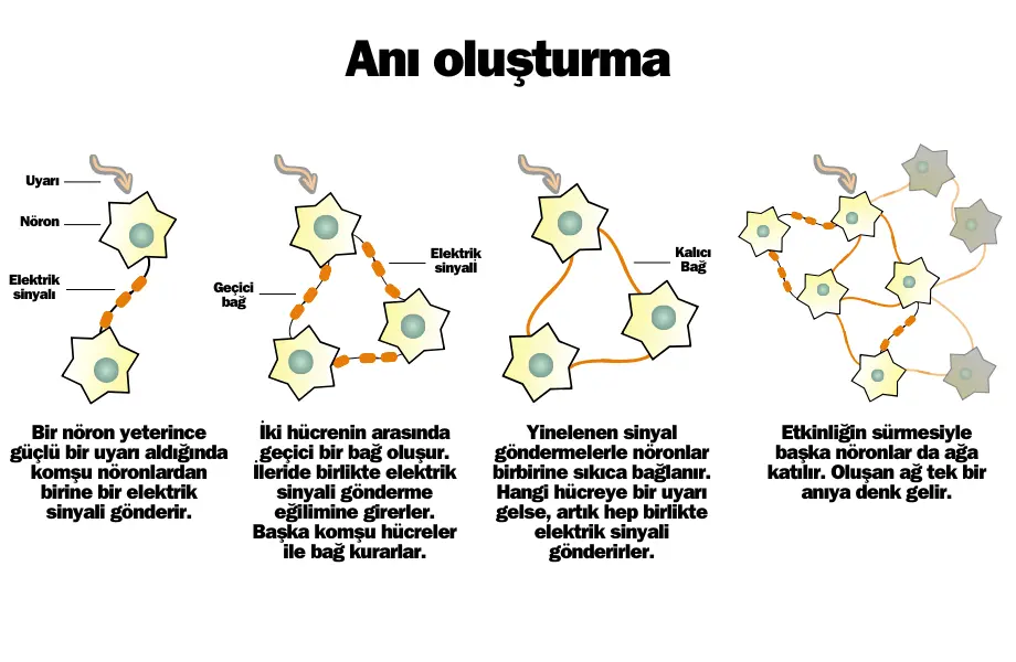 anı oluşturma, nöron ateşlemesi, nörogenez, nörojenez, nöron üretimi, unutkanlık neden olur, unutkanlık hastalığı, unutkanlık sebepleri, aşırı unutkanlık neyin belirtisi, hafıza zayıflığı dikkatsizlik ve unutkanlık, unutkanlık nedenleri, unutkanlığa ne iyi gelir, dikkat dağınıklığına ne iyi gelir, her şeyi çok çabuk unutuyorum ne yapmalıyım, neden unutuyorum, her şeyi unutuyorum neden, isimleri unutuyorum neden, konuşurken ne diyeceğimi unutuyorum