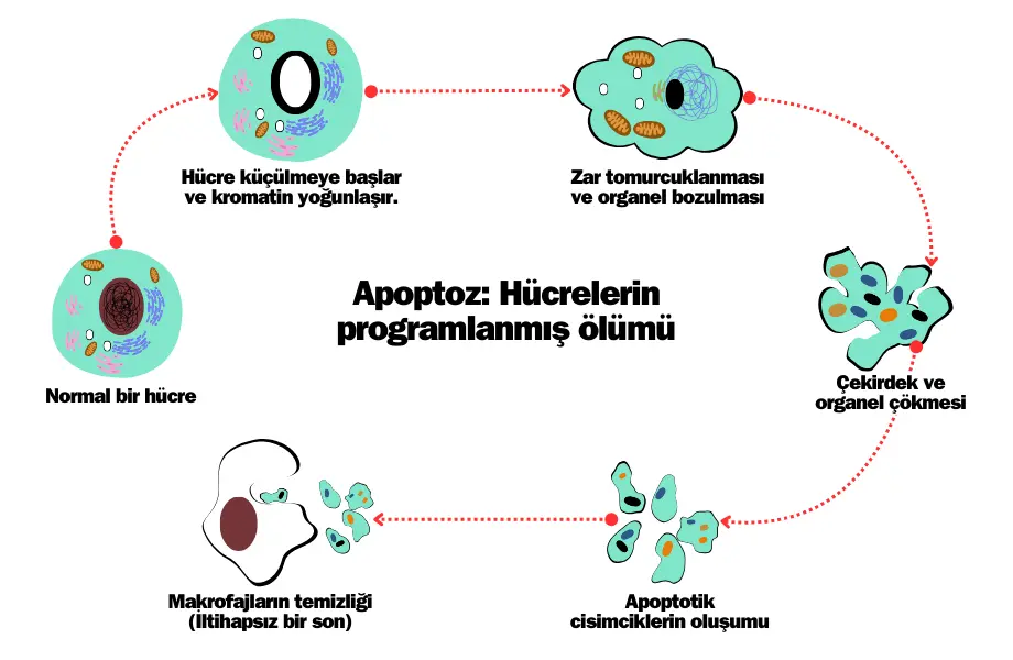 apoptoz, hücrelerin programlı ölümü, apoptoz nedir, programlanmış hücre ölümü, apoptozis, programlı hücre ölümü, apoptotik hücre ölümü, apoptoz nedir tıp, apoptoz ve nekrozun farkları, apoptoz nedir patoloji, hücre ölümü nedir, apoptotik ne demek, apoptoz nasıl gerçekleşir, apoptoz nedir biyoloji, otofaji apoptoz farkı, apoptoz diyagram