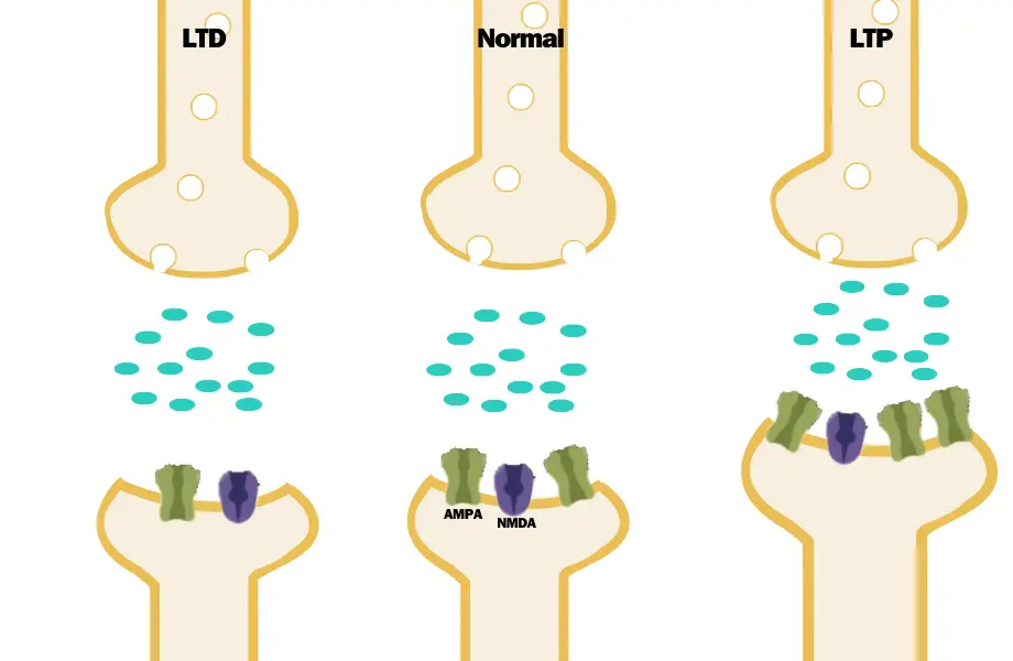 uzun süreli potansiyasyon, uzun süreli depresyon, LTD, LTP, sinaps, nörotransmitter, unutkanlık neden olur, unutkanlık hastalığı, unutkanlık sebepleri, aşırı unutkanlık neyin belirtisi, hafıza zayıflığı dikkatsizlik ve unutkanlık, unutkanlık nedenleri, unutkanlığa ne iyi gelir, dikkat dağınıklığına ne iyi gelir, her şeyi çok çabuk unutuyorum ne yapmalıyım, neden unutuyorum, her şeyi unutuyorum neden, isimleri unutuyorum neden, konuşurken ne diyeceğimi unutuyorum