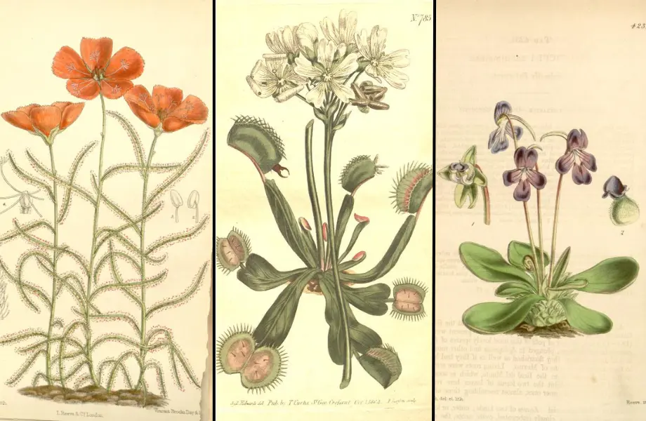 sinekkapan, Drosera cistiflora, Dionaea muscipula, Pinguicula vulgaris, güneşgülü, yağgülü, etçil bitkiler nelerdir, böcekçil bitki