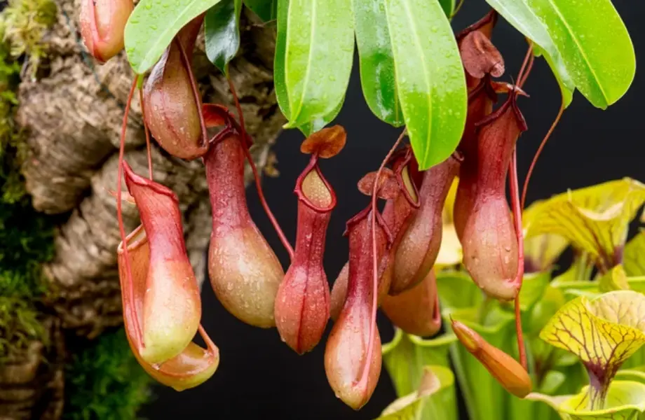 et yiyen bitki, Nepenthes × ventrata, sürahi bitkisi, vazoya benzeyen bitki, Nepenthes, su ibriği bitkisi, etçil bitkiler nelerdir