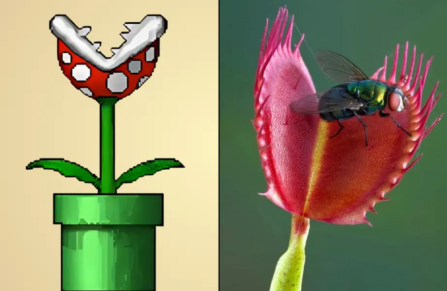 sinek kapanı, sinekkapan, Piranha Bitkisi, Super Mario'daki canavar bitki, mario bitki, etçil bitkiler nelerdir
