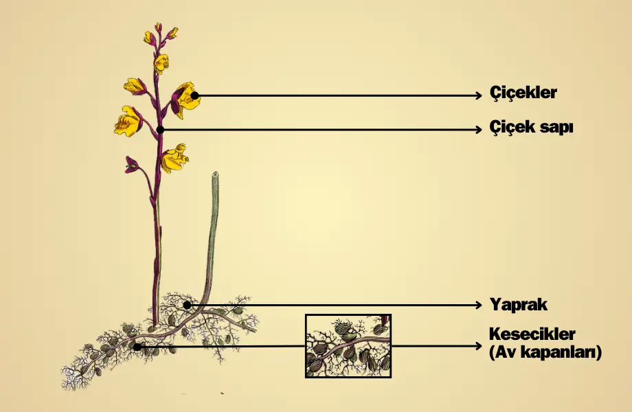 Su miğferi bitkisi (Utricularia vulgaris), sucul ortam, böcek kapanı, holozoik beslenme, morfolojik yapı, su miğferi morfoloji