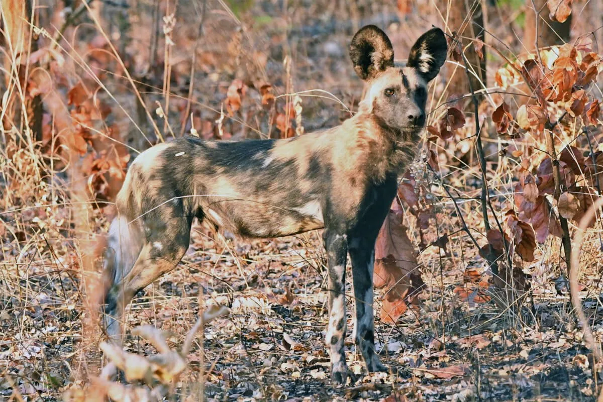 African wild dogs monitored with GPS collars by researchers in Zambia.