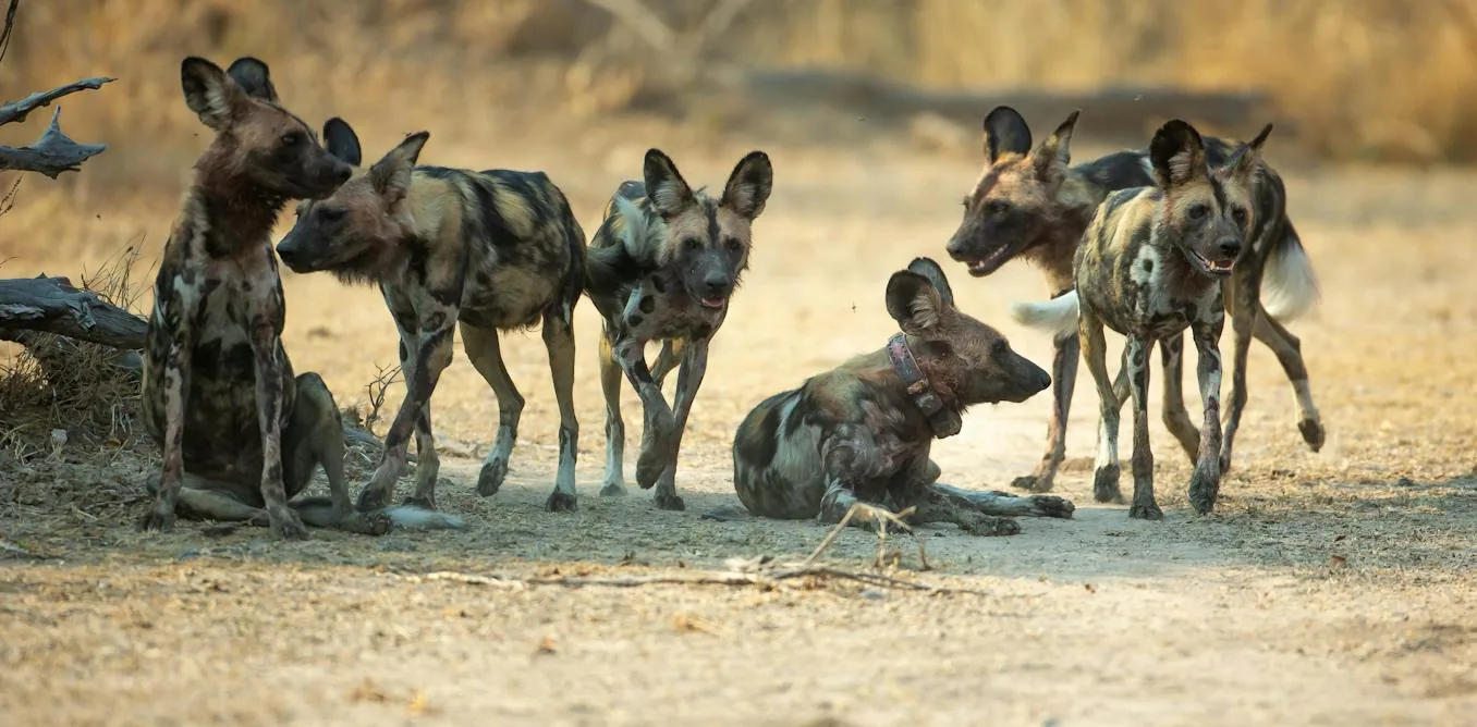 African wild dogs traversing wilderness corridors across southern Africa.
