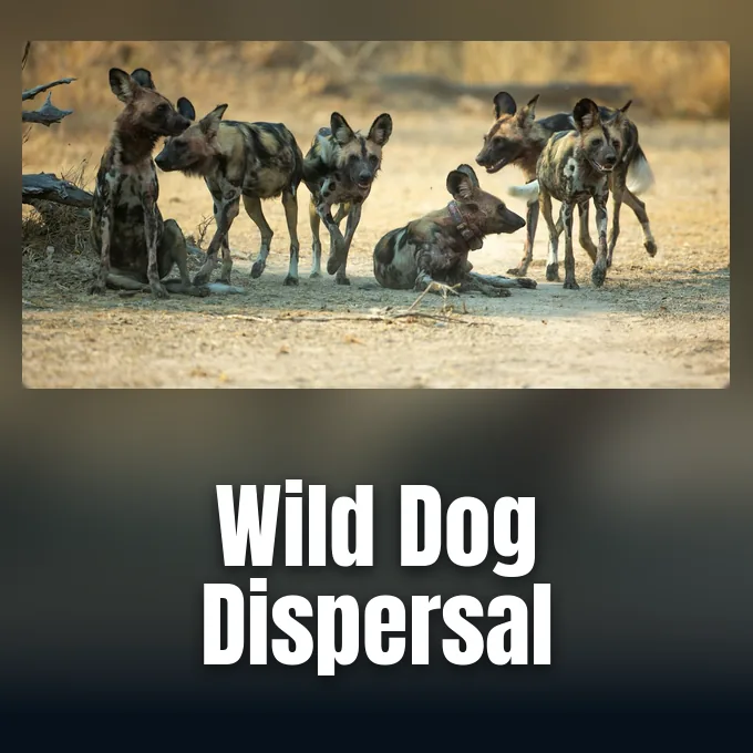 African wild dog KWD1980 tracked by researchers in Zambia's Kafue National Park.