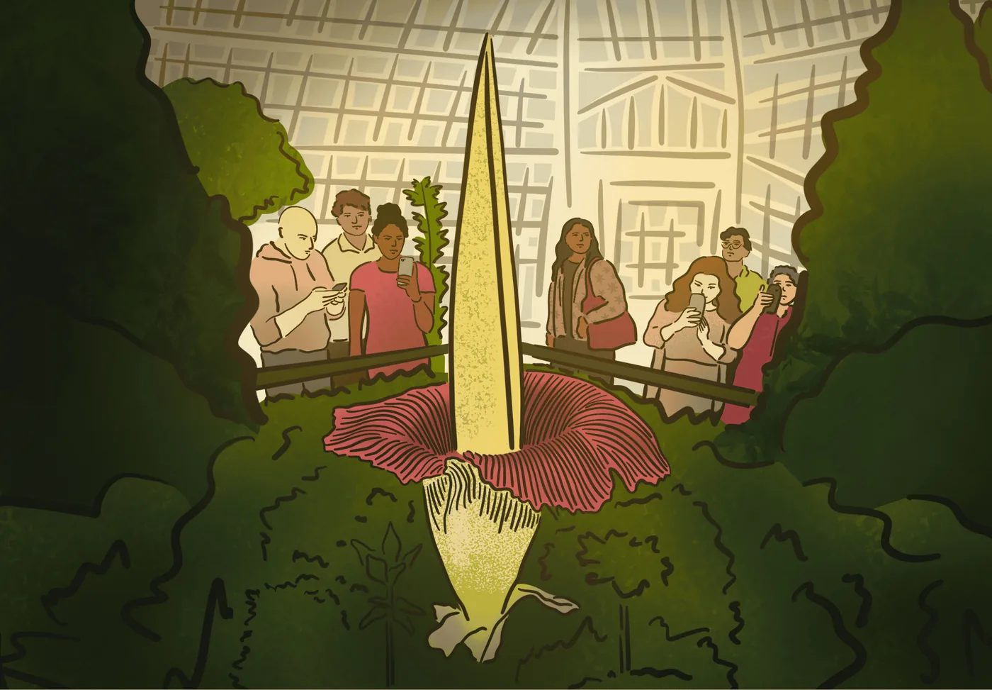 Editorial banner graphic from the Harvard Gazette discussing botanical inquiries in amorphophallus identification.