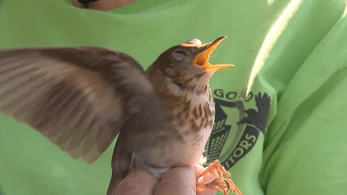 Television broadcast alert graphics warning residents about birds migrating at night.