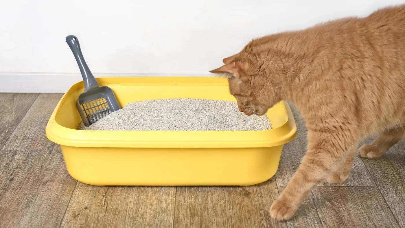 Domestic cat demonstrating behavioral interest in urine olfactory cues during scent investigation tests.
