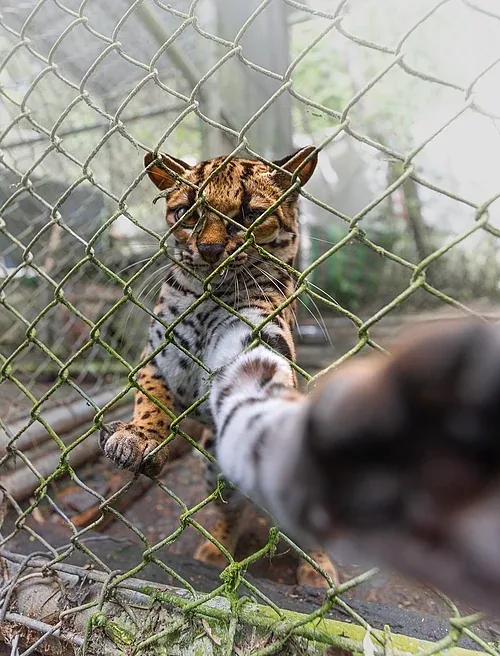 Feline within an enclosure touching a camera during observational research at the Senda Verde wildlife refuge.
