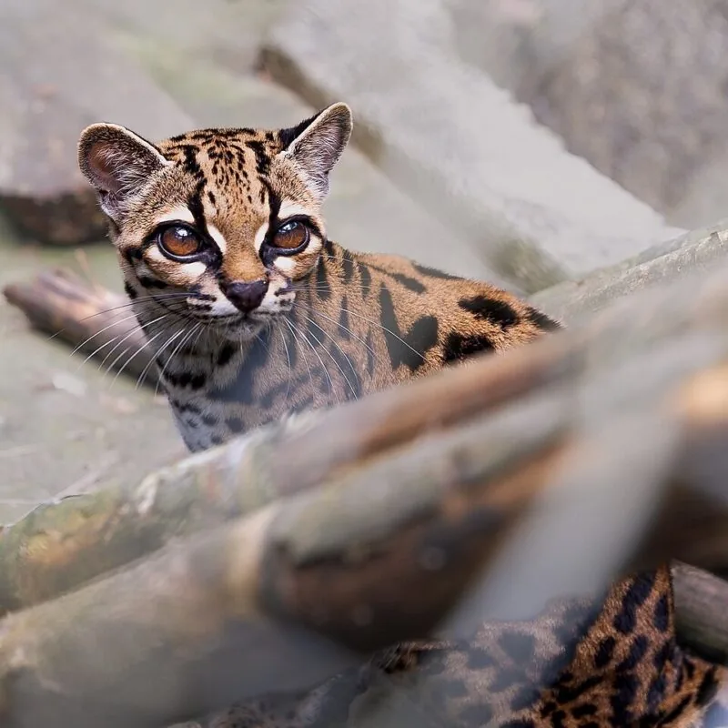 Leopardus tilcayo specimen photographed during genetic and ecological evaluations of South American felines.