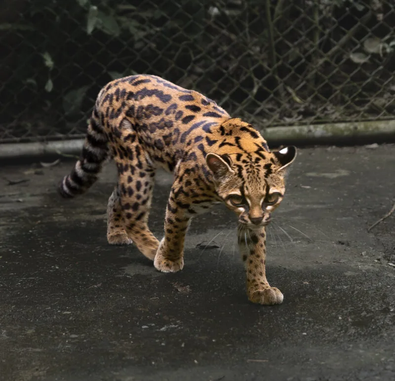 Tiger cat displaying distinct physical proportions examined in taxonomic and scent communication studies.