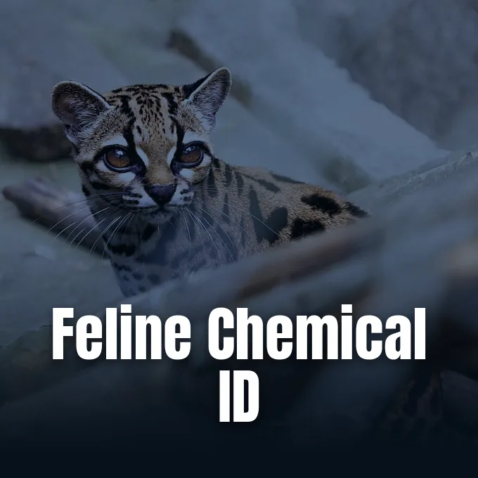 Domestic cat investigated during research on cat scent recognition and urinary chemical markers.