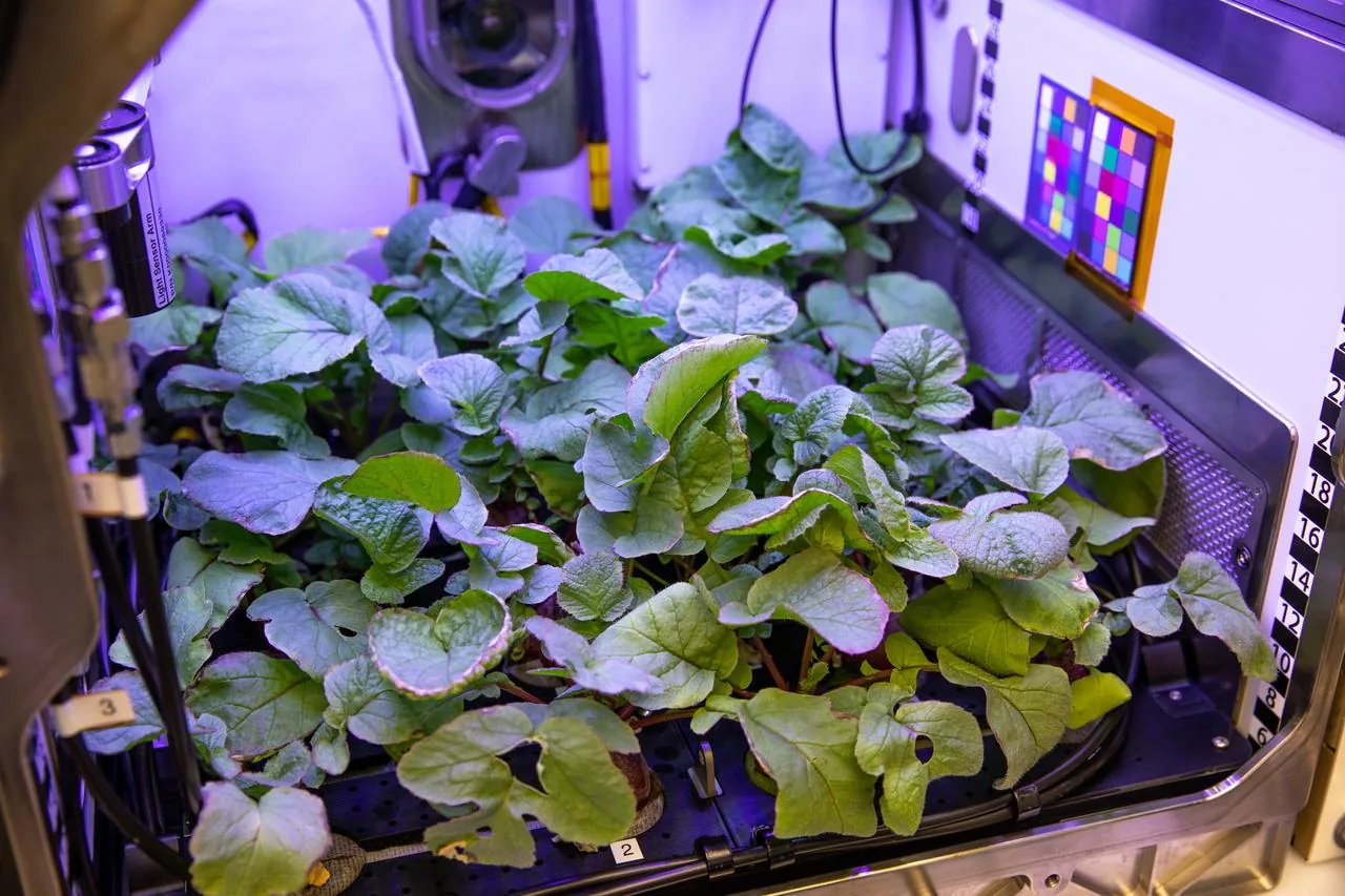 NASA space biology research at Kennedy Space Center evaluating crop health monitoring systems for orbital missions.
