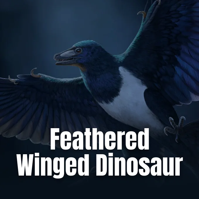 Fossil specimen of the feathered winged dinosaur Norellraptor barsboldi discovered in the Jiufotang Formation in Liaoning China