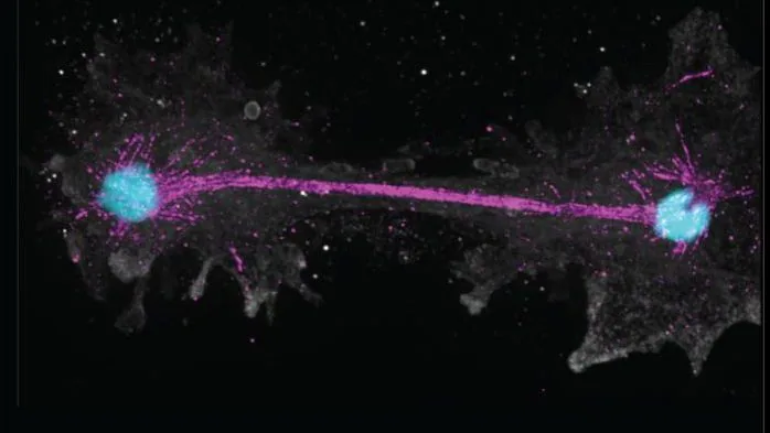 Cellular imaging highlighting the structure of the fire amoeba isolated from California hot springs.