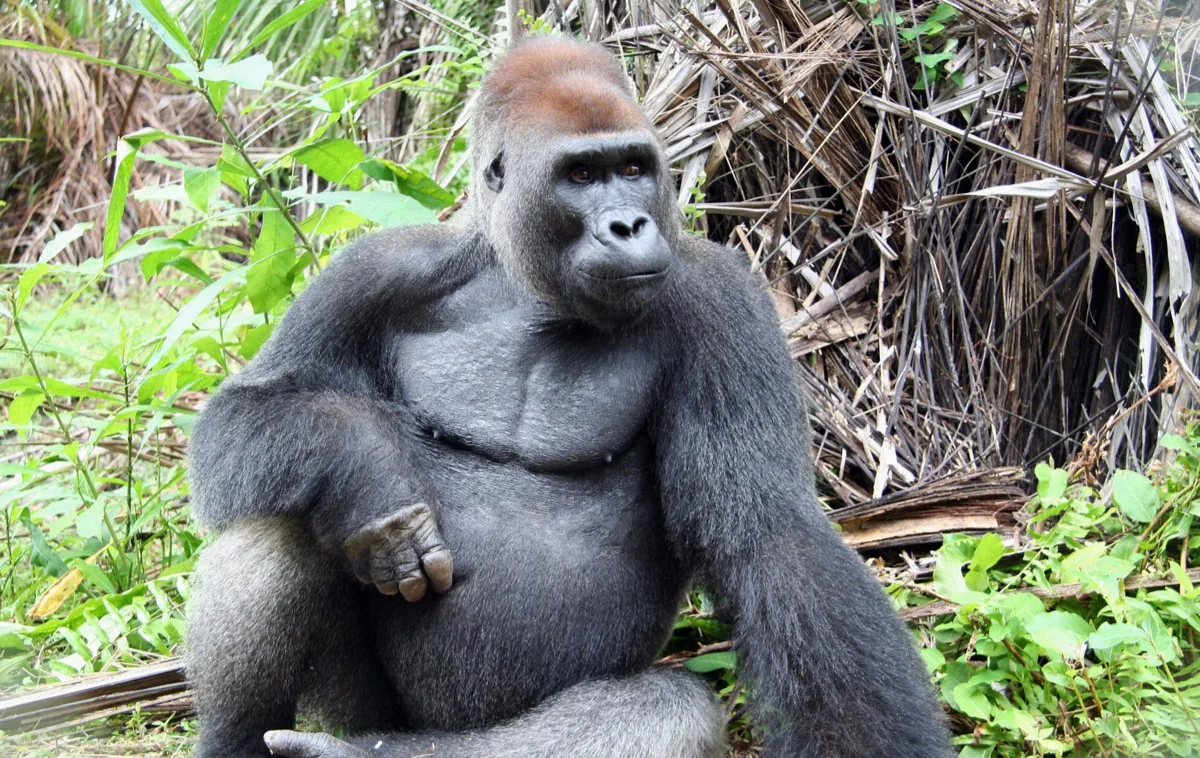 Western lowland gorilla in Gabon documented during wildlife monitoring.