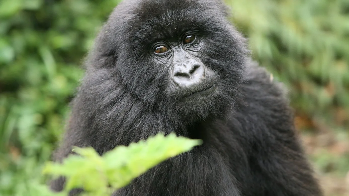 Gorilla resting in forested habitat documented for World Gorilla Day.