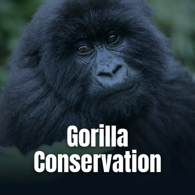 Western lowland gorilla in Gabon photographed by Rhett A. Butler for Mongabay gorilla conservation reporting.