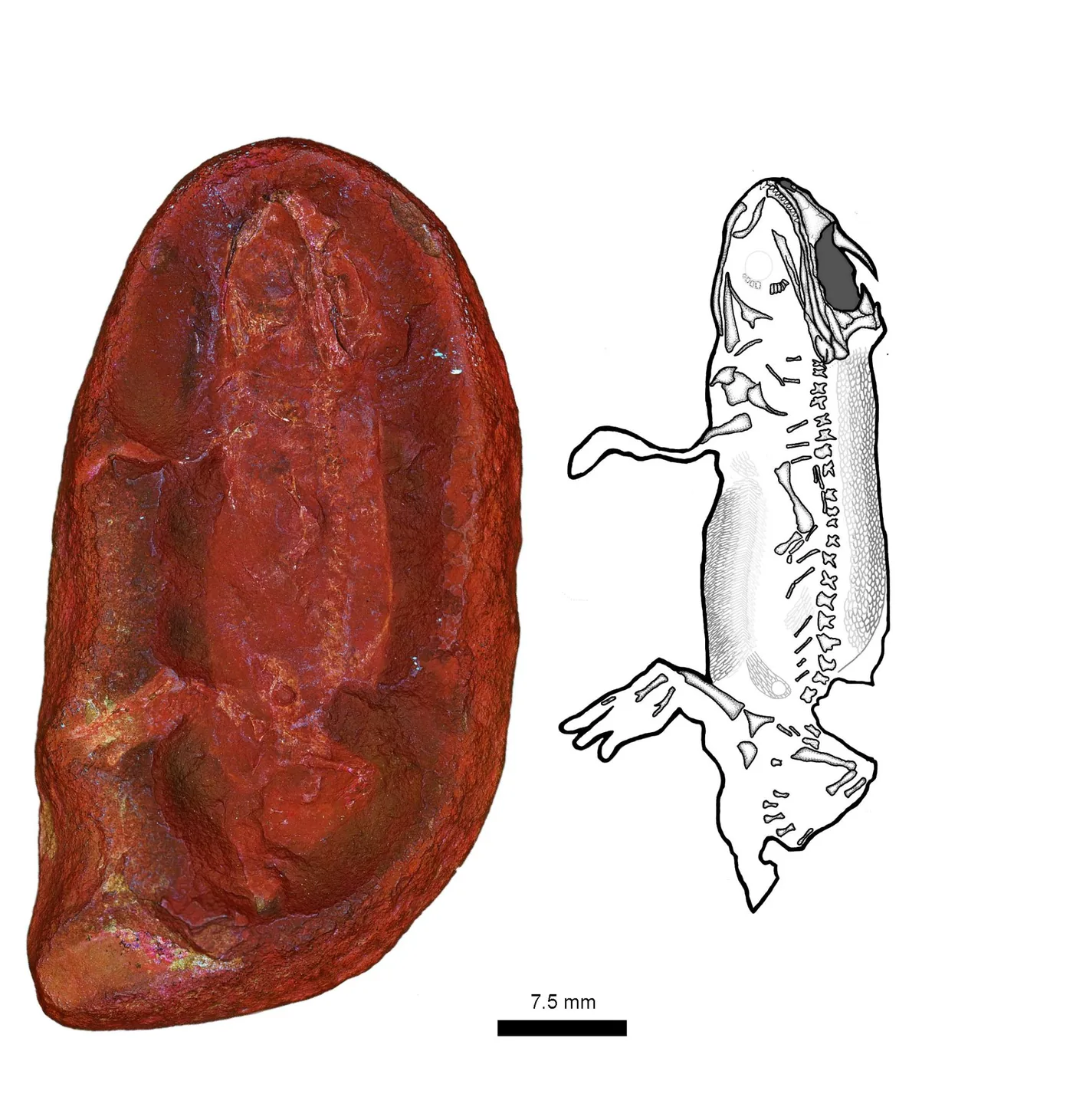 Fossil photograph and morphological diagram of Jeanerpeton mazonensis.