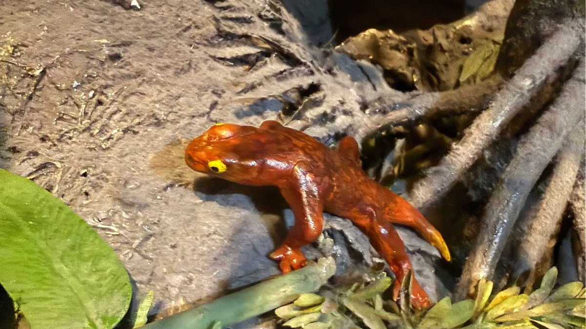 Artistic life reconstruction of the Carboniferous amphibian relative Jeanerpeton mazonensis.