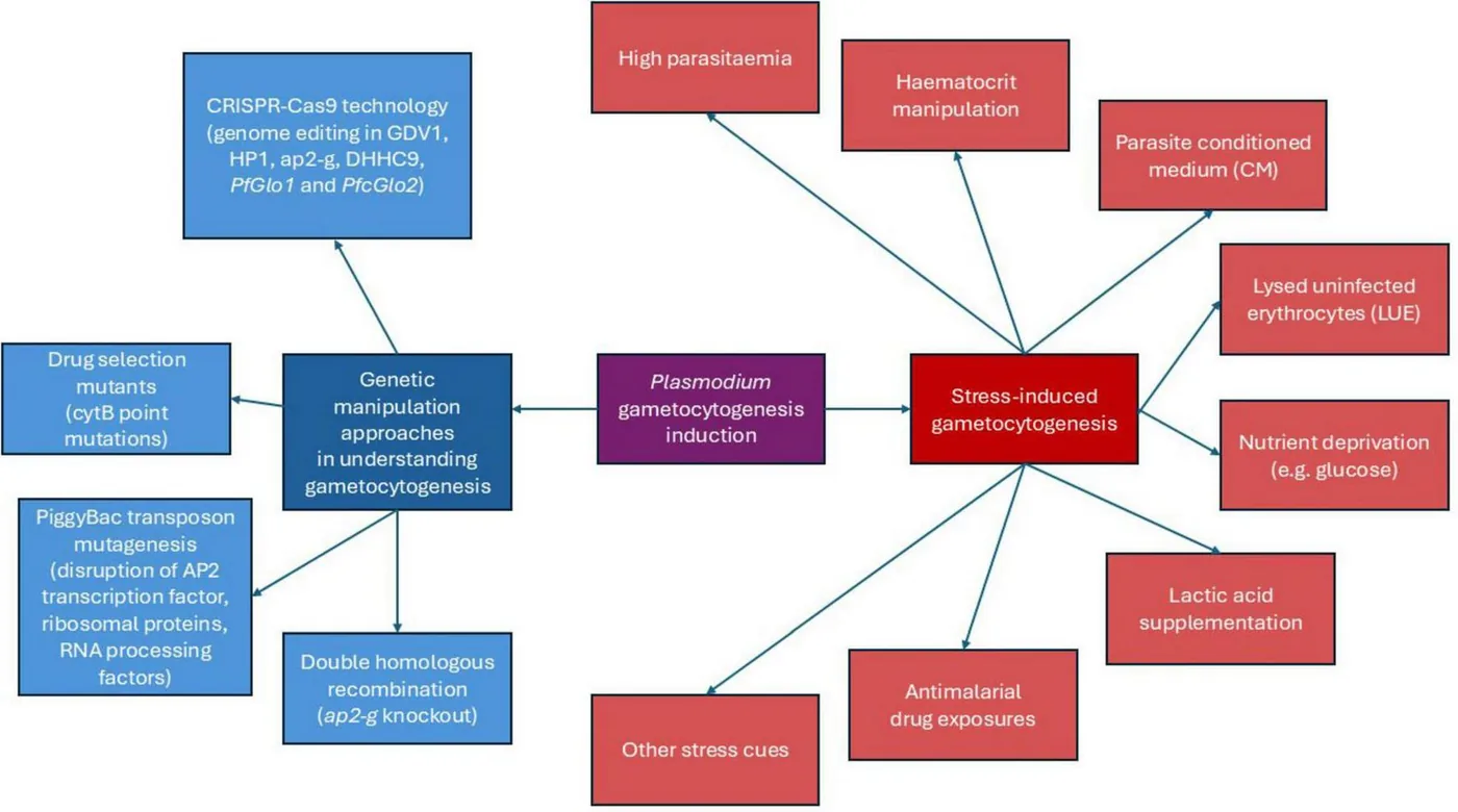 Flowchart outlining genetic manipulation and stress-induced gametocytogenesis in malaria parasite transmission