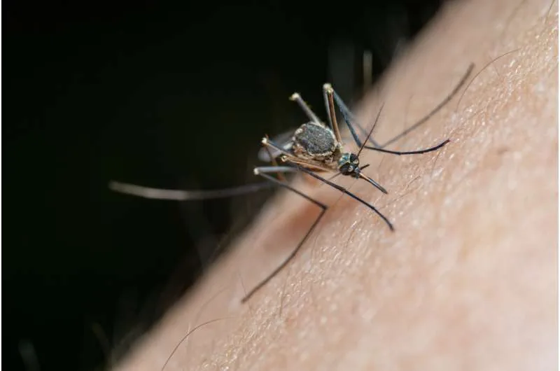 Adult mosquito perched on a surface linked to malaria parasite transmission pathways