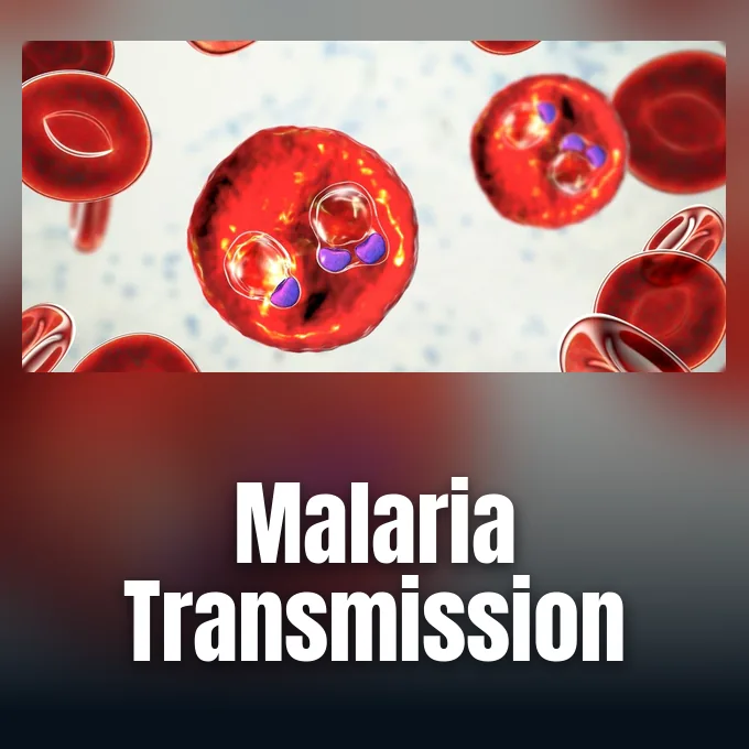 Mosquito vector capable of spreading Plasmodium falciparum malaria